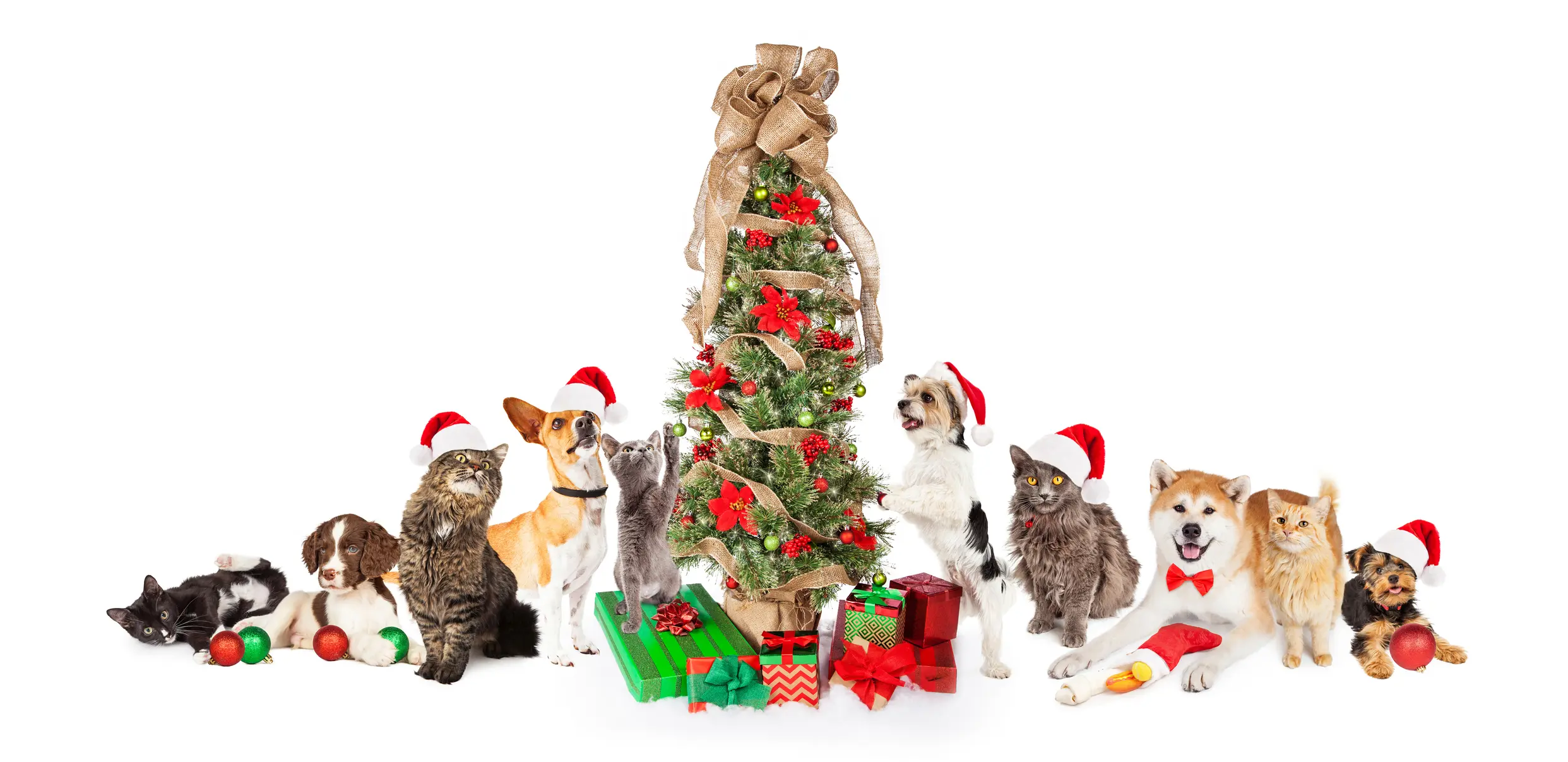 Angel Tree for Animals with ornaments and gifts