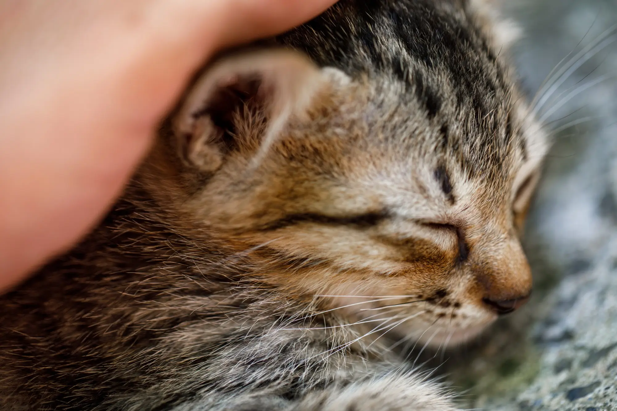 Kitten being cared for